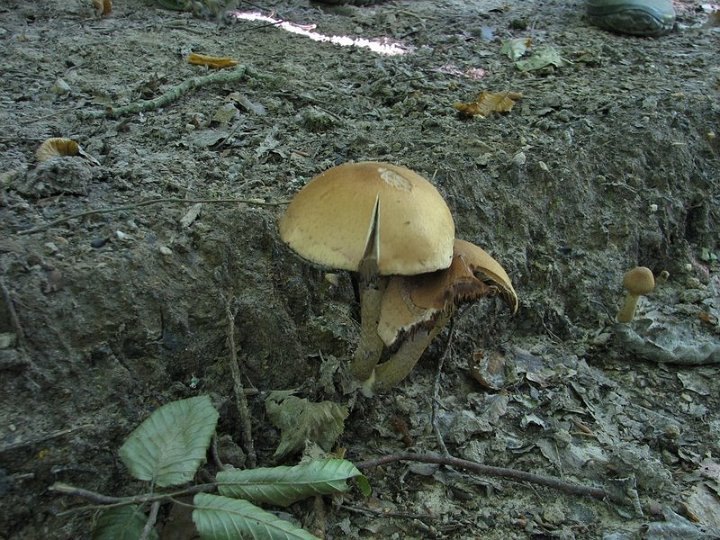 Psathyrella lacrymabunda